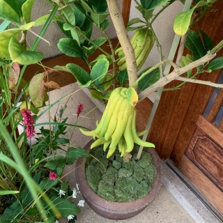芹